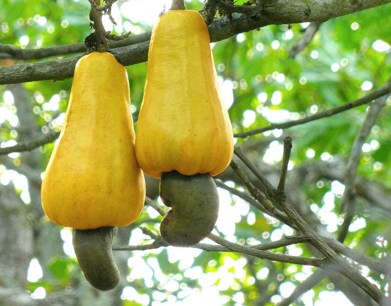 Cashew apples, from which feni is distilled