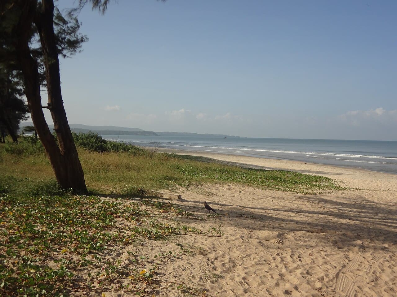 A quiet stretch of Cavelossim Beach, with creeper-covered sand, a tree in the foreground and gentle surf