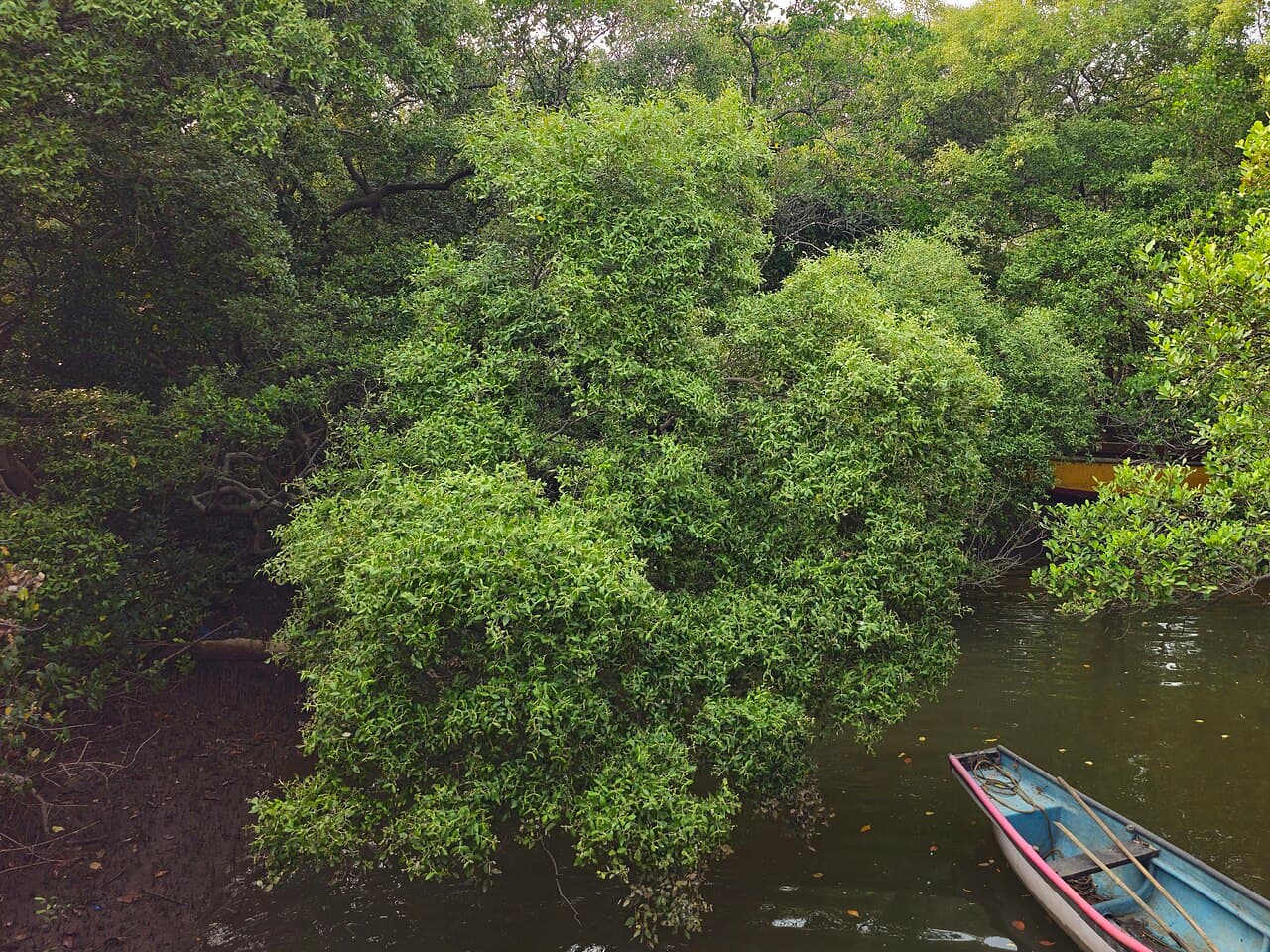 Dense green mangroves overhanging a dark creek in Salim Ali Bird Sanctuary, with a small boat moored