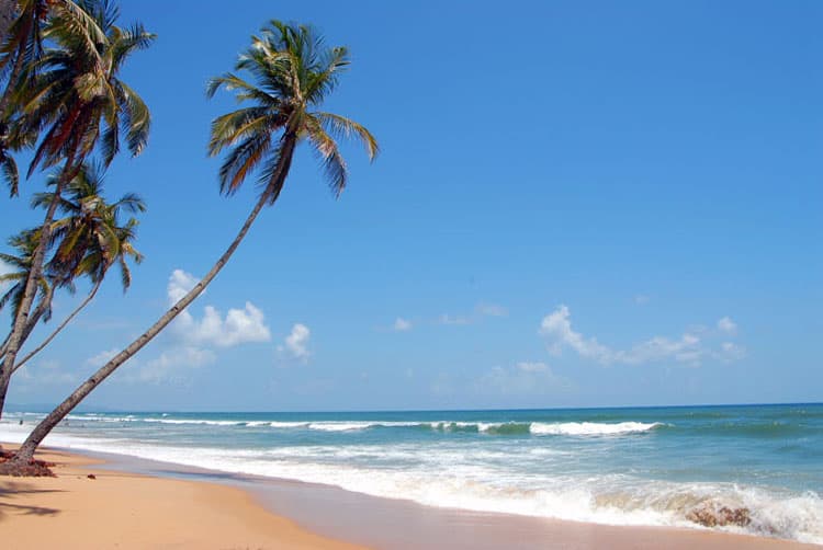 Leaning palm trees over the golden sand of Colva beach, with white waves under a blue sky