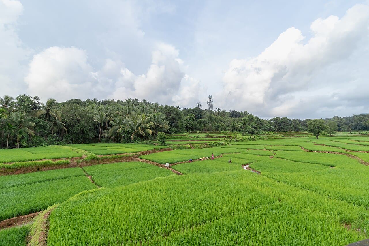 Bright green paddy fields in South Goa with a few farmers at work, backed by coconut palms and clouds