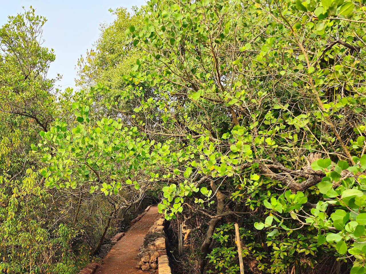 A narrow dirt path with a stone edge running under dense green mangrove trees at Salim Ali Bird Sanctuary